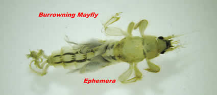 Mayfly Nymph Ephemera from Fly Fishing Heritage and Stream Ecology at www.riverscientist