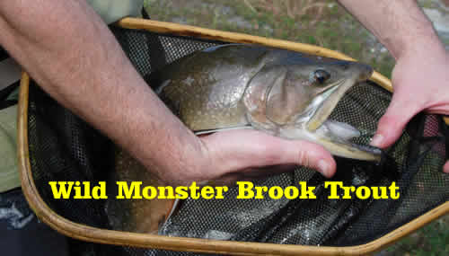 Wild Monster Brook Trout from Private Pond at www.riverscientist.com