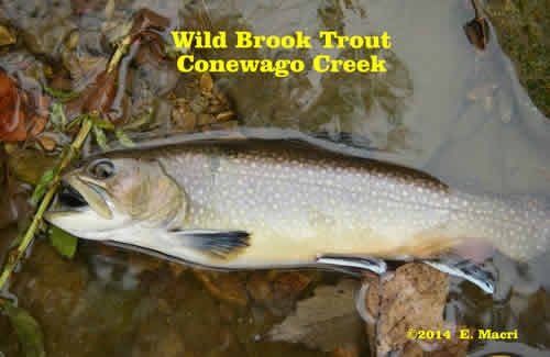 Wild Brook Trout Conewago Creek River Keeper Eugene Macri at www.riverscientist.com