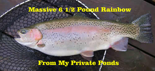 Massive Wild Rainbow 6 1/2 Pounds from my Private Waters River keeper Services at www.riverscientist.com