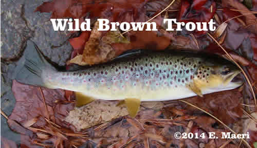 Wild Brown Trout From the Conewago Creek at Trout Stream Management from www.riverscientist.com