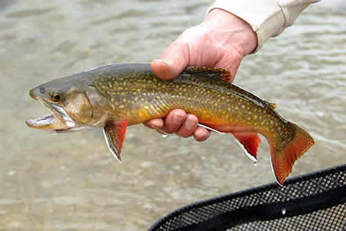 Western Brook Trout from Fishery Science and Analysis at www.riverscientist.com