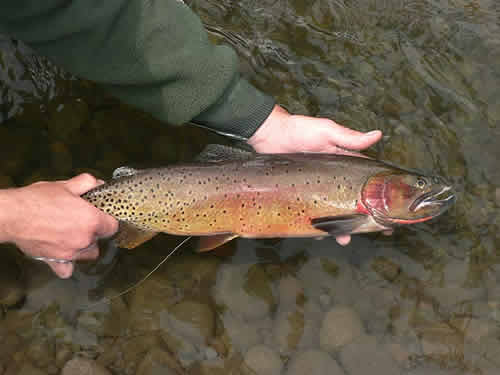 Yellowstone River Cutthroat from Fishery Science and Analysis at www.riverscientist.com
